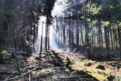Hofefeld_Wald