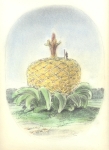 Wieland Payer, Baumartiger VIII, 2009, pastel and charcoal on paper, 22 x 31 cm