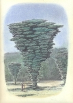 Wieland Payer, Baumartiger X, 2009, pastel and charcoal on paper, 22 x 31 cm
