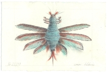 Wieland Payer, Falter III, 2009, pastel and charcoal on paper, 14 x 20 cm
