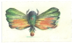 Wieland Payer, Falter V, 2009, pastel and charcoal on paper, 13 x 22 cm