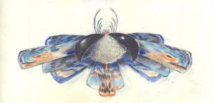 Wieland Payer, Falter VI, 2009, pastel and charcoal on paper, 15 x 29 cm