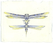 Wieland Payer, Falter X, 2009, pastel and charcoal on paper, 14 x 19 cm
