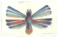 Wieland Payer, Falter XII, 2009, pastel and charcoal on paper, 14 x 20 cm