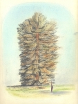Wieland Payer, Baumartiger I, 2009, pastel and charcoal on paper, 22 x 31 cm