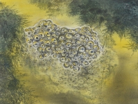 Wieland Payer, Laich, 2010, charcoal and pastel on paper on MDF, 30 x 40 cm