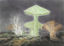 Payer, Wieland:  FUNGHI; 2019, Pastell, Aquarell und Kohle auf grundiertem MDF,  22 x 30 cm        Foto: Herbert Boswank