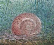Payer, Wieland:  SCHNECKE; 2019, Pastell, Aquarell und Kohle auf grundiertem MDF,  22 x 18,5 cm        Foto: Herbert Boswank