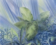 Payer, Wieland:  Petasitis Hybridus;    2021, Pastell und Aquarell auf grundiertem MDF,   52 x 66 cm     Foto: Herbert Boswank