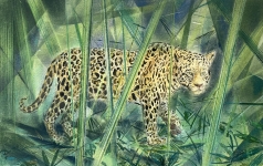 Jaguar-2023-Pastell-Aquarell-und-Tusche-auf-grundiertem-MDF-22x38cm